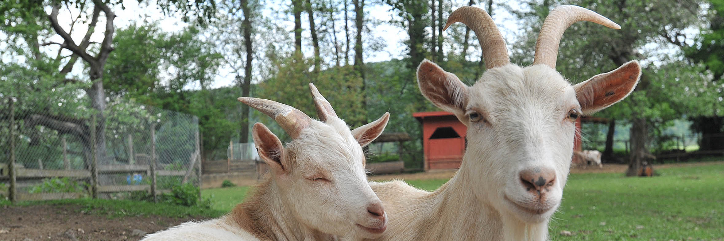 Tiergehege Schwanenteich