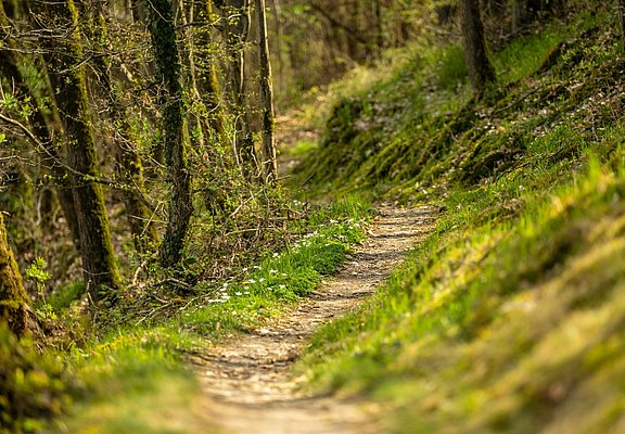 über kleine Waldpfade