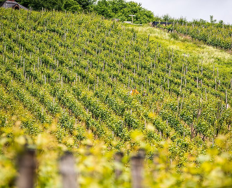 Weinberge im Ahrtal
