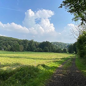 Waldrand bei Bandorf