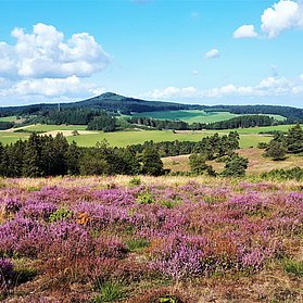 Heidelandschaft in der Eifel