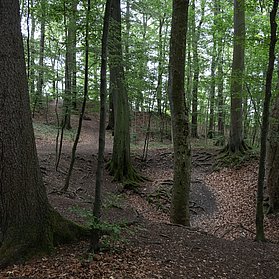 Wald mit Bauschächten