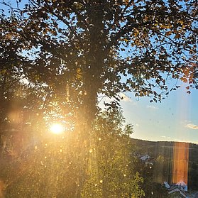 Abendsonne Am Baumwipfel