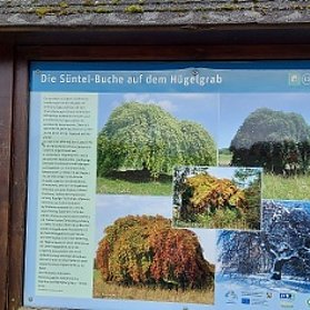 Infotafel zur Süntelbuche