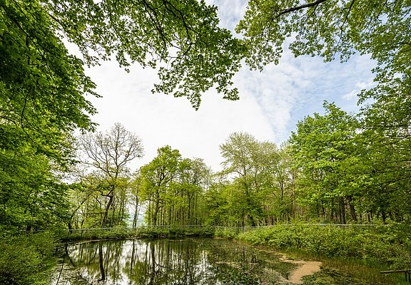Teich an der Burgweiherhütte Nürburg