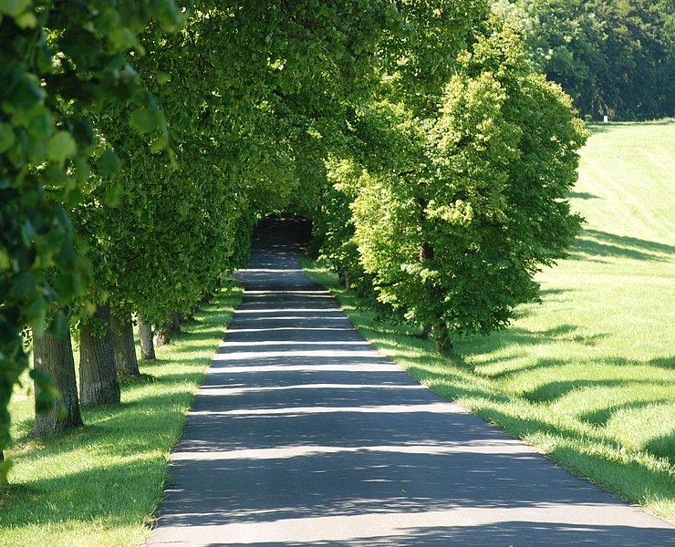 Lindenallee zur Schutzengelkapelle Aremberg