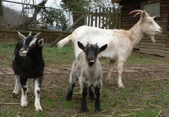 Tiergehege Schwanenteich, Ahrtal, Sinzig, Bad Bodendorf, Ahrradweg, Ahrtalweg, Tiere