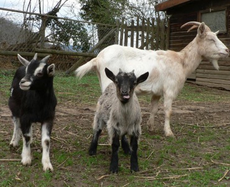 Tiergehege Schwanenteich, Ahrtal, Sinzig, Bad Bodendorf, Ahrradweg, Ahrtalweg, Tiere