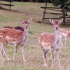 Nachbars Rehe