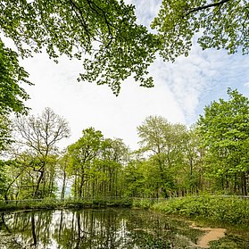 Teich an der Burgweiherhütte Nürburg
