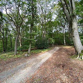 Wanderweg im Laubwald oberhalb von Oberwinter