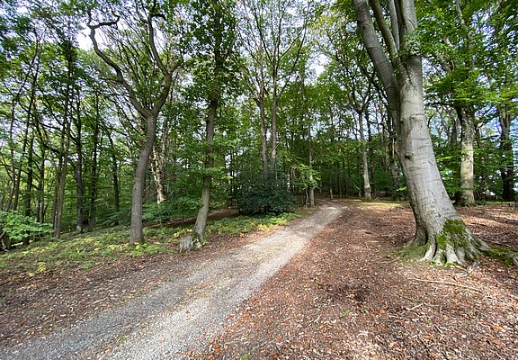 Wanderweg im Laubwald oberhalb von Oberwinter