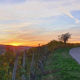 Rotweinwanderweg
