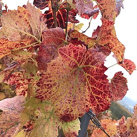 Herbst im Ahrtal