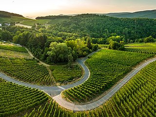 Weinberge oberhalb von Walporzheim