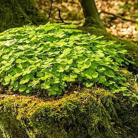 Natur pur Auf den Spuren der | Grünen Hölle