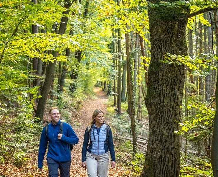 Die AhrSchleife führt durch weite Wälder