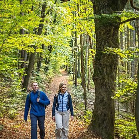 Die AhrSchleife führt durch weite Wälder
