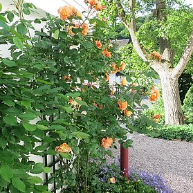 Rosenstraße