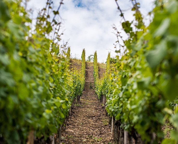 Weinreben an der Ahr