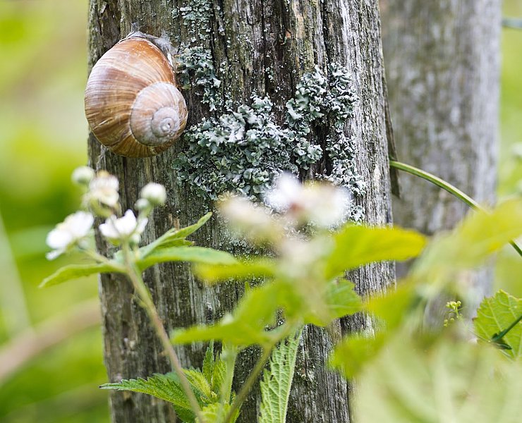 Natur entdecken auf dem Panoramaweg Lind