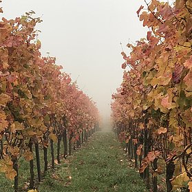 Herbst im Ahrtal