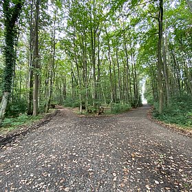 Laubwald und Wanderweg