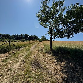 Feldweg Lind