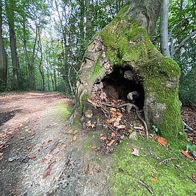 Waldweg oberhalb von Oberwinter