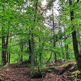 Erholungswald am Neuenahrer Berg