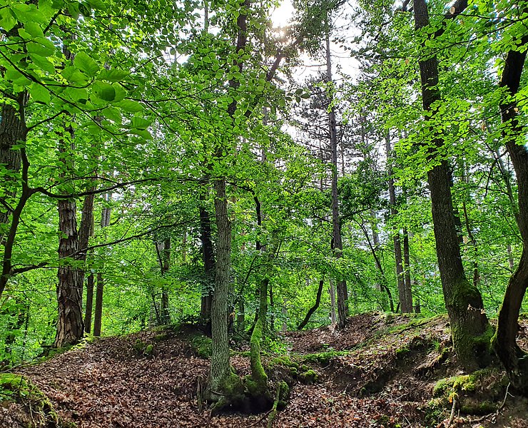 Erholungswald am Neuenahrer Berg