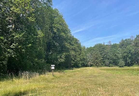 Waldlehrweg Lichtung