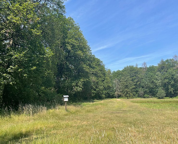 Waldlehrweg Lichtung