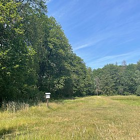 Waldlehrweg Lichtung