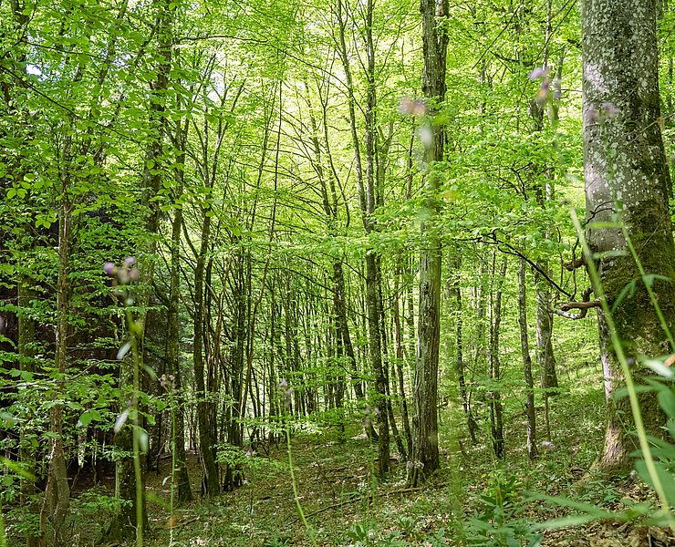 Urwuchs Buchenwald im Urwaldprojekt Wohllebens Waldakademie