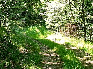 Durch Wald und Flur