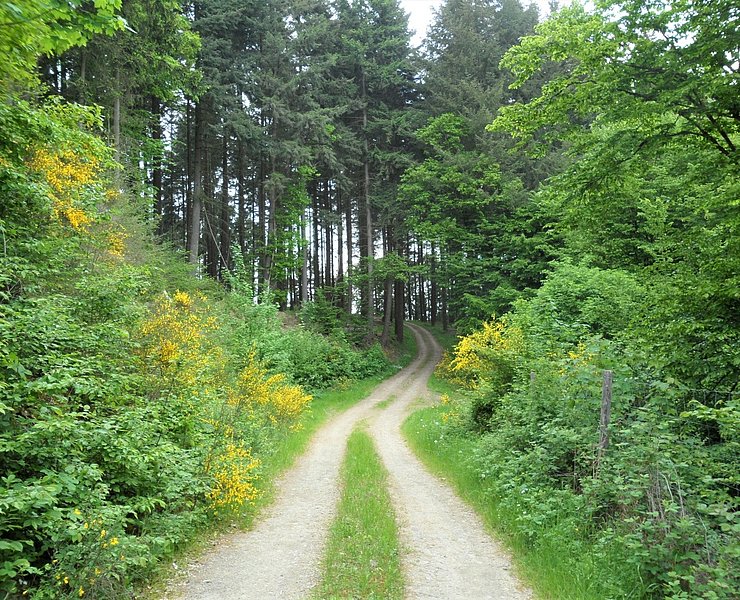 Aufstieg nach Wershofen