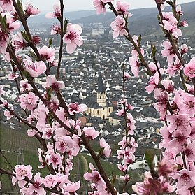 Frühling im Ahrtal