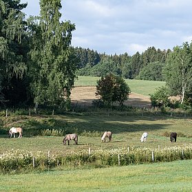 Pferde auf Weide