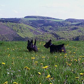 Wiese in Hausnähe