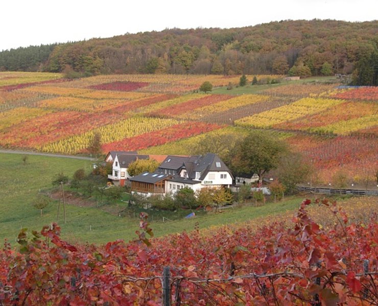 Altenwegshof, Rotweinwanderweg, Ahrtal, Weinberge, Walporzheim, Ausflugsgaststätte
