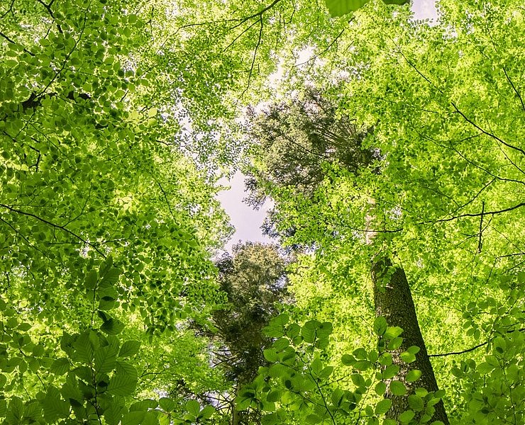 Buchen-Blätterdach im Urwaldprojekt Wohllebens Waldakademie