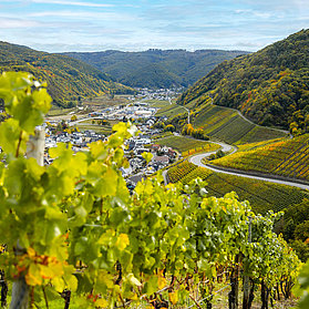 Weinberge bei Dernau
