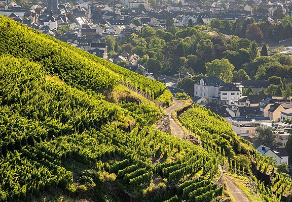 Ahrtal Sommer-2022-016-Olivenhain Weingut Kriechel
