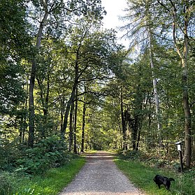 Waldpassage