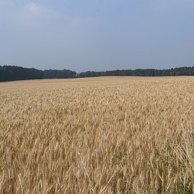 Blick über Felder