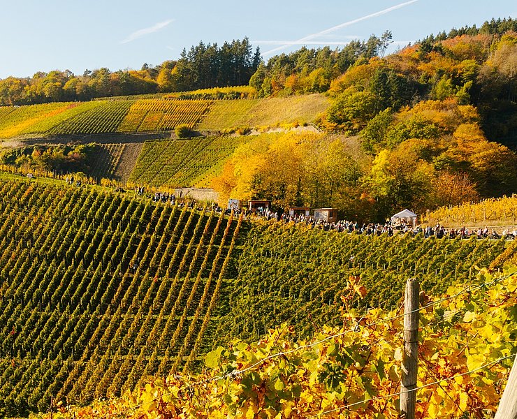 Weinherbst Mittelahr