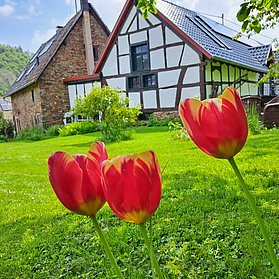 Frühling hält Einzug
