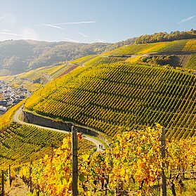 Weinherbst Mittelahr Dernau