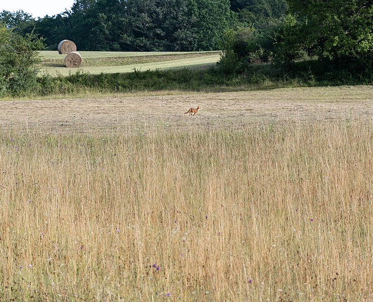 Fuchs am Morgen